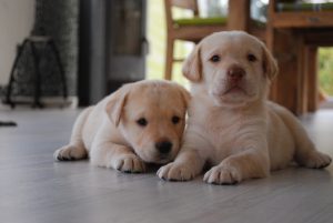 Labradore sind das freundlichste Empfangs“Personal“, wenn wir nach Hause kommen. Auch mehrmals täglich.
