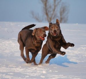 Labradore sind unsere Begleiter in Freizeit, Sport und Fitness.