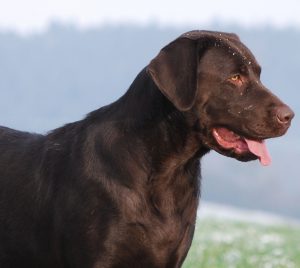 Labradore sind unsere Seelentröster - ohne Worte. Sie glauben gar nicht, wie sehr ein Hund bis tief in Ihr Herz sehen kann.